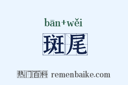 斑尾是什么意思的图片